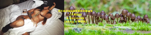 ГАЛЛЮЦИНОГЕННЫЕ ГРИБЫ Алексеевка